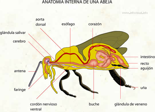 Anatomia interna de una abeja (Diccionario visual)